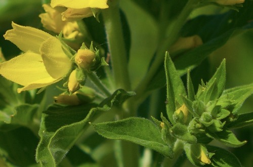 Lysimachia punctata