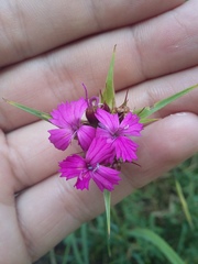 Dianthus capitatus