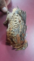 Turnix maculosus
