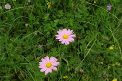 Tanacetum coccineum