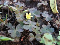 Oxalis corniculata corniculata
