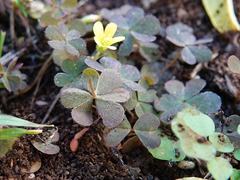 Oxalis corniculata corniculata