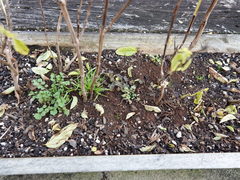 Oxalis corniculata corniculata