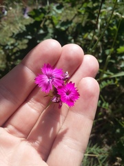 Dianthus capitatus