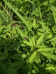 Trilophidia annulata