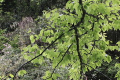 Betula luminifera
