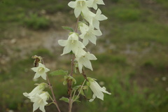 Campanula alliariifolia