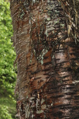 Betula luminifera