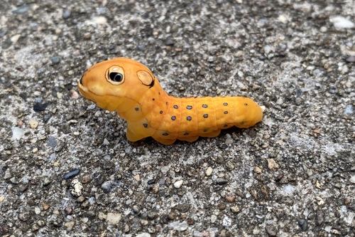 Spicebush swallowtail