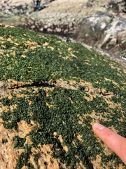 Prasiola meridionalis