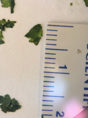 Prasiola meridionalis