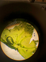 Prasiola meridionalis