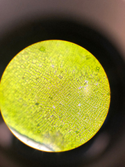 Prasiola meridionalis