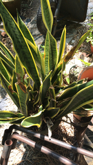 Sansevieria trifasciata
