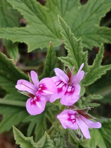 Image of Lemon-scent pelargonium by (c) bullwooding, some rights reserved (CC BY)