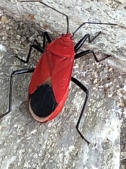 Antilochus nigripes