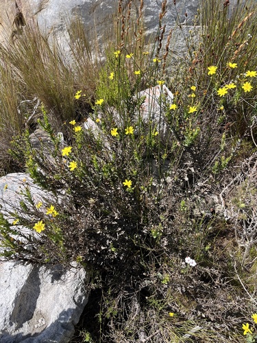Image of Osteospermum polygaloides by (c) Charleen Brunke, some rights reserved (CC BY)