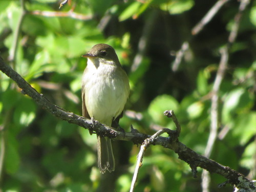 Empidonax traillii