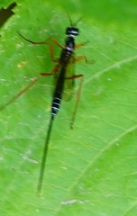 Poemeniinae