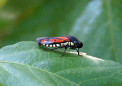 Oncometopia rufipennis