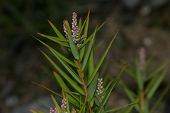 Leucopogon affinis