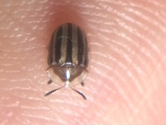 Agroiconota bivittata