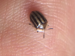 Agroiconota bivittata