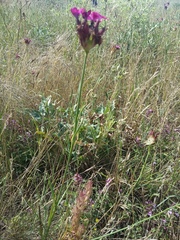 Dianthus capitatus