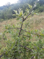 Pyrus elaeagrifolia