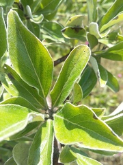 Pyrus elaeagrifolia