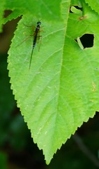 Poemeniinae