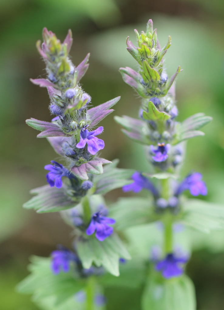 Ajuga genevensis — a medium houseplant, prefers partial sun light