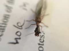 Raphidiidae