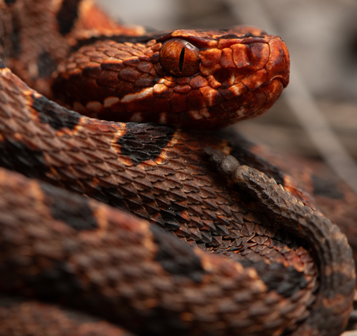 Pygmy Rattlesnake, photo 8 of 10