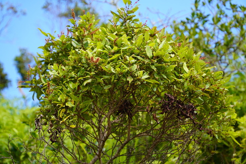 Pterophylla parviflora observed 2024-05-23