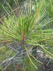 Pinus brutia pityusa