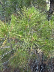Pinus brutia pityusa