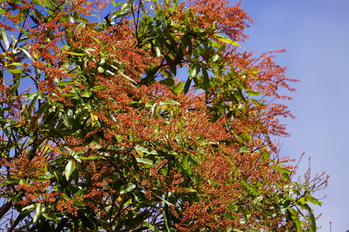 Pterophylla parviflora observed 2024-05-23