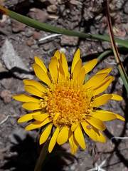 Pyrrocoma apargioides