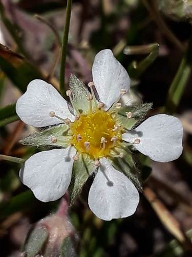 Pine Nut Mountain mousetail (Ivesia pityocharis)