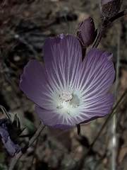 Sidalcea multifida