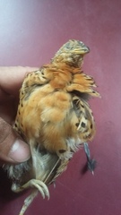 Turnix maculosus