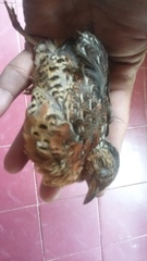 Turnix maculosus