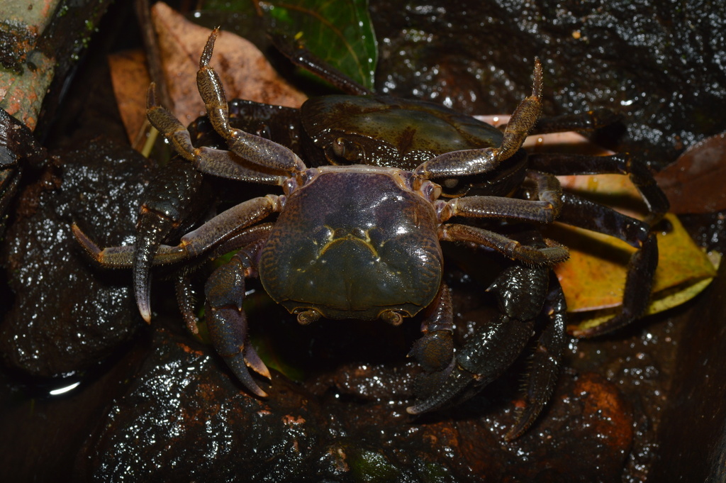 Larnaudia larnaudii