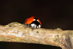Coccinella magnifica