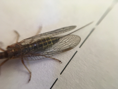 Raphidiidae