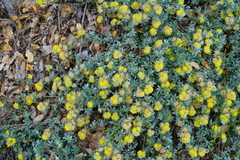 Acmispon argophyllus