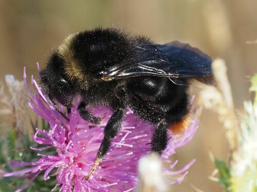 Hill Cuckoo-bee