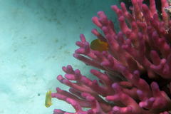 Pomacentrus moluccensis