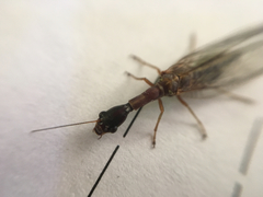 Raphidiidae